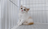 猫咪躲在窝里不出来是什么原因