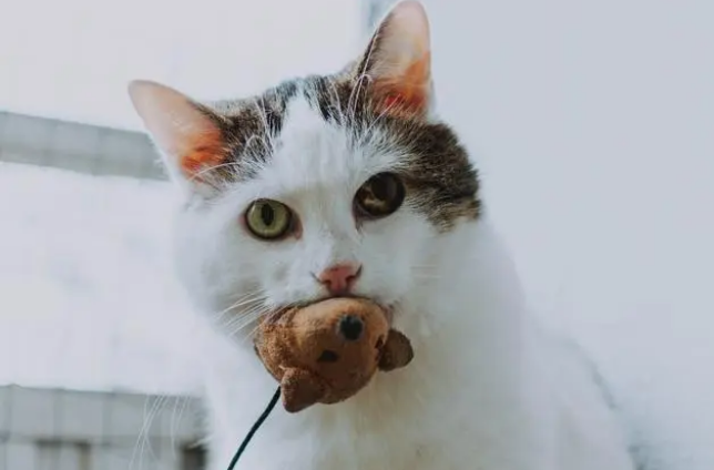 大花猫捕野鸡要2百元
