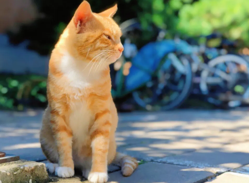 橘猫怎么判断是不是长毛