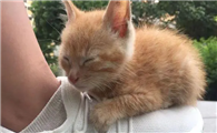 猫咪为什么故意踩你脚呢