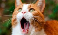 猫咪为什么一直张嘴呢