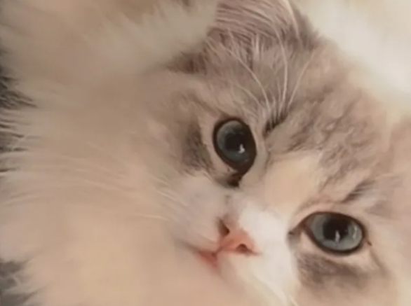 山猫纹布偶和海双哪个贵 山猫纹布偶和海双哪个贵