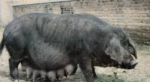 大蒲莲猪的饲养方法与注意事项！