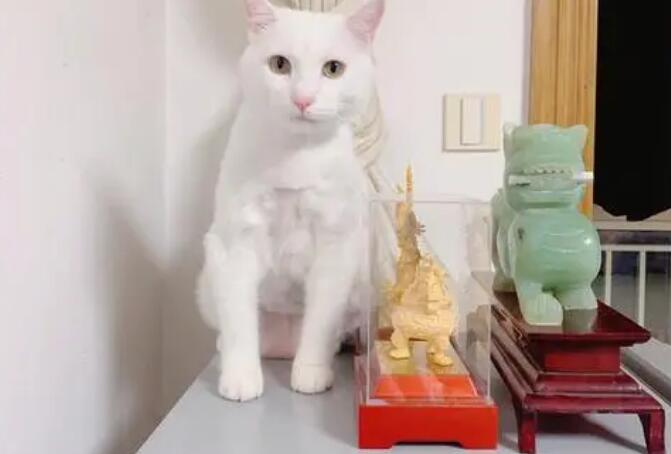 招财猫买什么样子的好