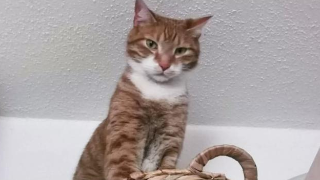  猫咪跳进退货的纸箱中小憩，却被粗心的主人当快递发走