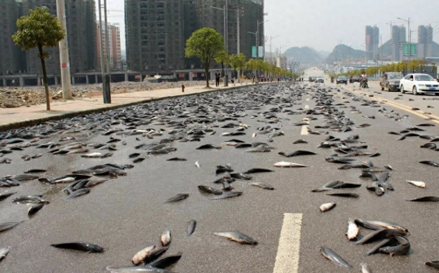 深圳暴雨过后,街头满是各种鱼,市民捕捞为何专家却劝告不能吃? 深圳暴雨过后,街头满是各种鱼,市民捕捞为何专家却劝告不能吃?