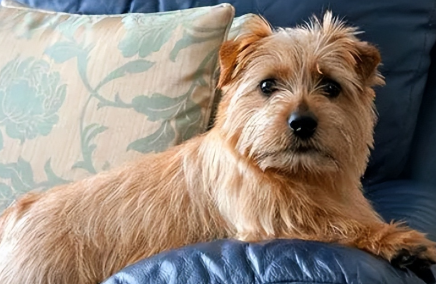 诺福克梗犬价格贵吗？不清楚的快来看看