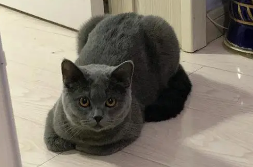 沙特尔猫和英短区别