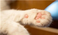 猫咪为什么爪子抖动啊