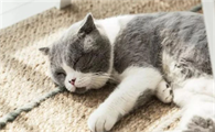 猫咪擦屁屁为什么有水出来啊