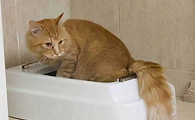 猫咪为什么老是乱拉粑粑