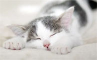 猫咪为什么突然叫起来很大声