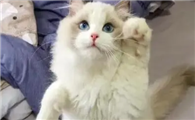 猫咪为什么会变得乖巧呢