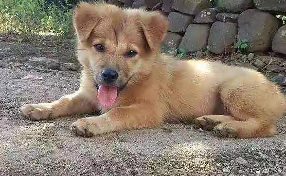 土狗一般几个月会叫 土狗一般几个月会叫