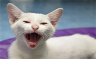 猫咪为什么有夜视眼睛
