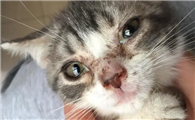 猫咪为什么会得猫瘟呢
