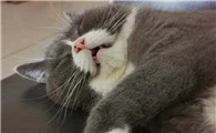 猫为什么总是用嘴巴呼吸呢