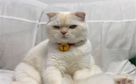 猫咪为什么会爬人身上