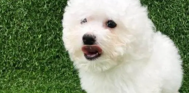 比熊狗狗鼻子为什么干燥呢 比熊狗狗鼻子为什么干燥呢