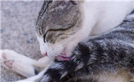 猫咪为什么经常舔尾巴呢