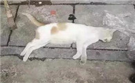 投毒毒死流浪猫有罪吗