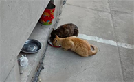 流浪猫一家太吵被打死