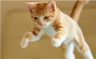 猫咪的跳跃能力为什么很高啊