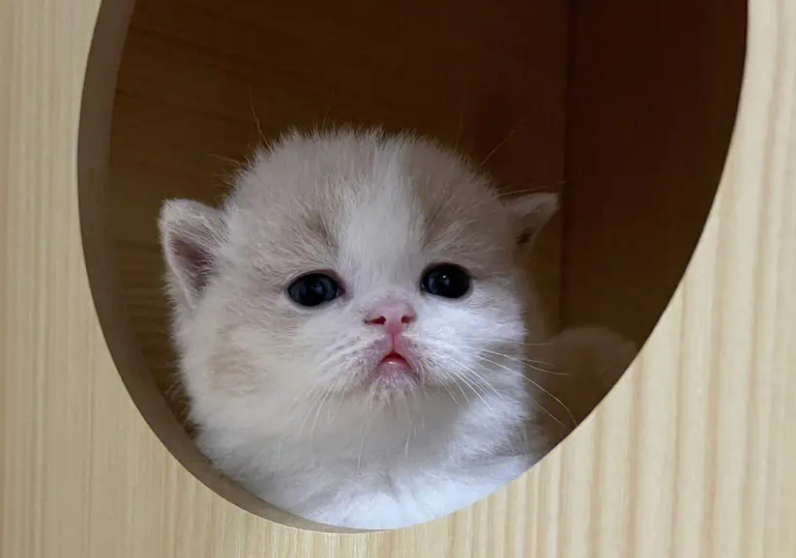 小奶猫怎么喂