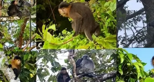 生殖隔离被打破？回顾“神秘杂交猴”现身婆罗洲，竟是人类造的“孽”