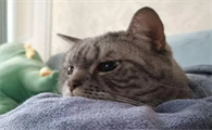 为什么我家的猫咪怕人呢