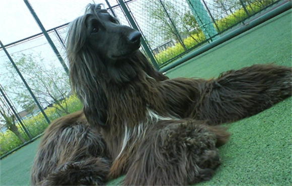 阿富汗猎犬好养吗？独自性强对人温和
