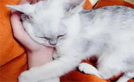猫咪为什么爱蹭主人呢