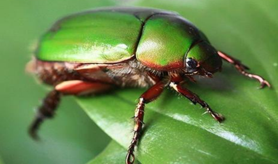 苹毛丽金龟是害虫吗?如何防治?