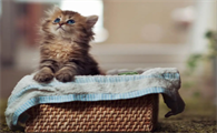 猫咪为什么不吃麦子草的原因