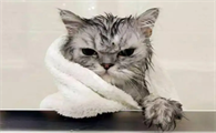 猫咪为什么爱干净卫生