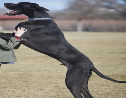 米克斯犬是什么狗?怎么养? 米克斯犬是什么狗?怎么养?