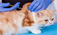 猫咪打针为什么要三天呢