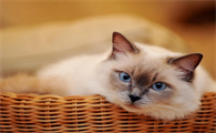 猫咪为什么会有黑下巴现象的原因