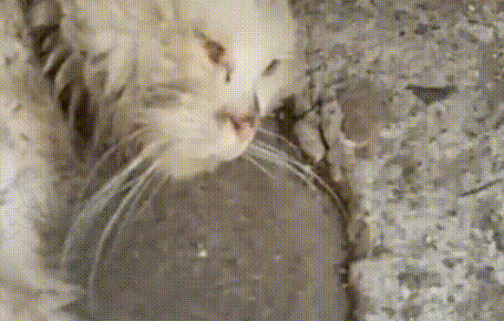 门口来了只脏兮兮的猫,看见宠物猫它满眼卑微,几个月后颜值逆袭 门口来了只脏兮兮的猫,看见宠物猫它满眼卑微,几个月后颜值逆袭