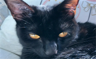 玄猫颜色会变化吗
