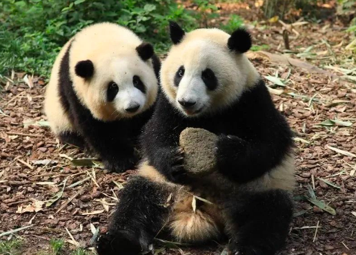 企业认养熊猫是什么意思 企业认养熊猫是什么意思