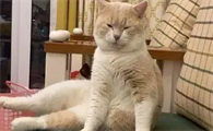 猫咪为什么呆呆的坐着呢怎么回事