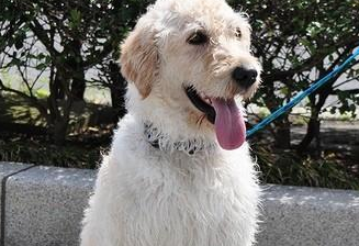 别再执迷！米克斯犬的可爱度绝不输纯种