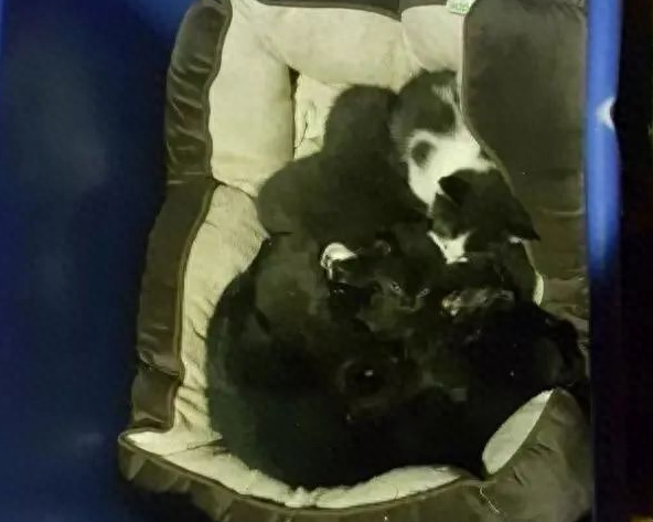 一窝流浪小猫，连妈带崽都救走，回去一检查，“猫妈妈”竟是公的