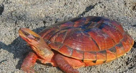 断板龟多少钱一只