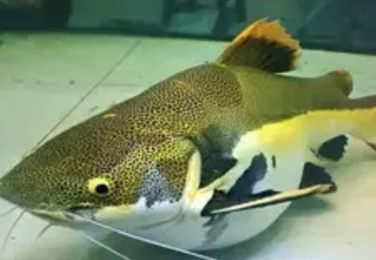 金丝猫鱼和招财猫是一种鱼吗