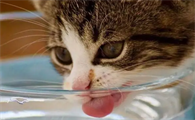 猫咪为什么喝热水怎么回事