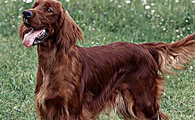 你们说，爱尔兰塞特犬是什么类型的狗狗？