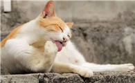 猫头上为什么会有刺啊