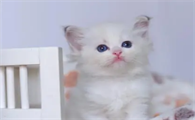 为什么有的猫咪特别乖巧呢
